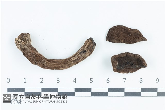 登錄號:F0039447藏品圖，第1張