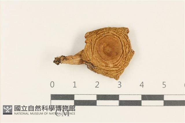 紅菇屬藏品圖，第1張