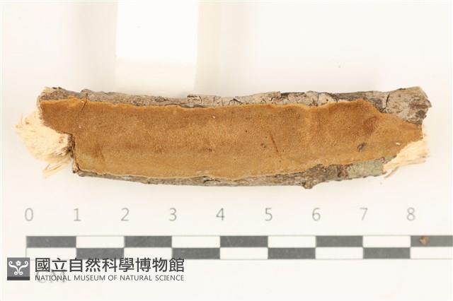 登錄號:F0038547藏品圖，第1張