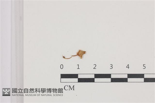 鬼傘屬藏品圖，第1張
