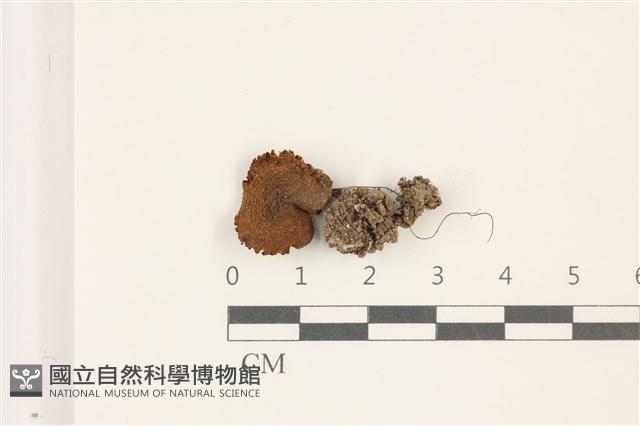 登錄號:F0037547藏品圖，第1張