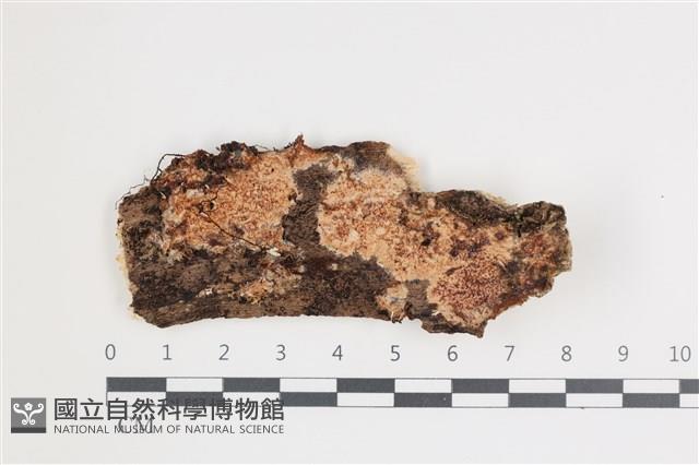 登錄號:F0035547藏品圖，第1張