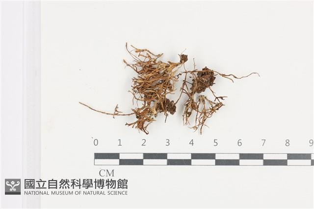 登錄號:F0036147藏品圖，第1張