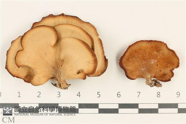 登錄號:F0037147藏品圖，第1張