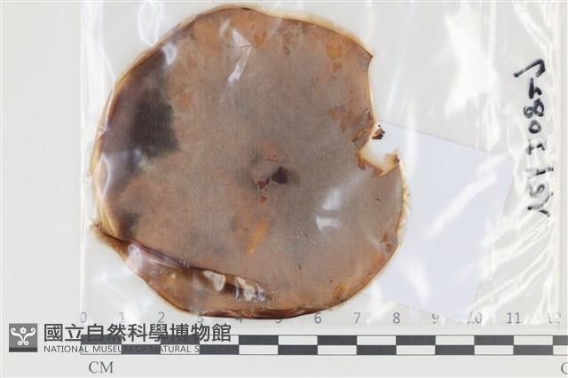 登錄號:F0035147藏品圖，第1張