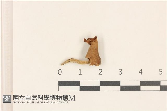 登錄號:F0019147藏品圖，第1張