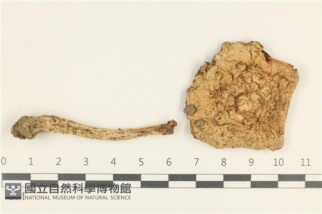 登錄號:F0038047藏品圖，第1張