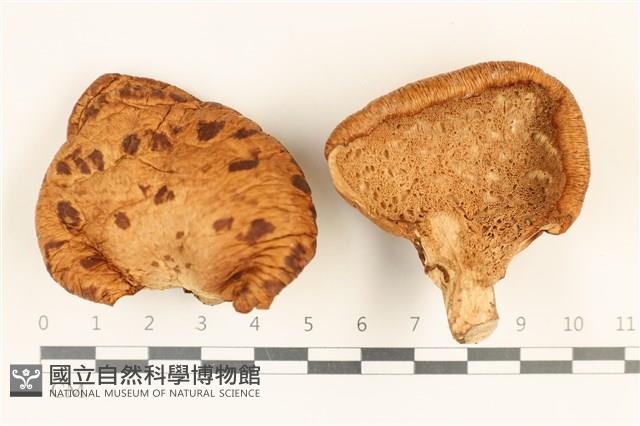 寬鱗多孔菌藏品圖，第1張