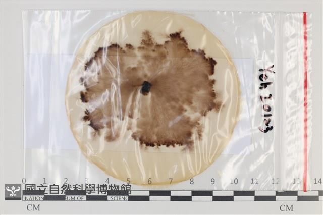 登錄號:F0035047藏品圖，第1張