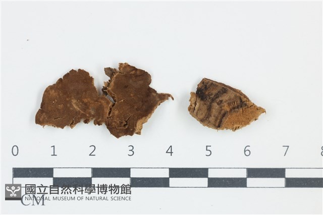 登錄號:F0039047藏品圖，第1張