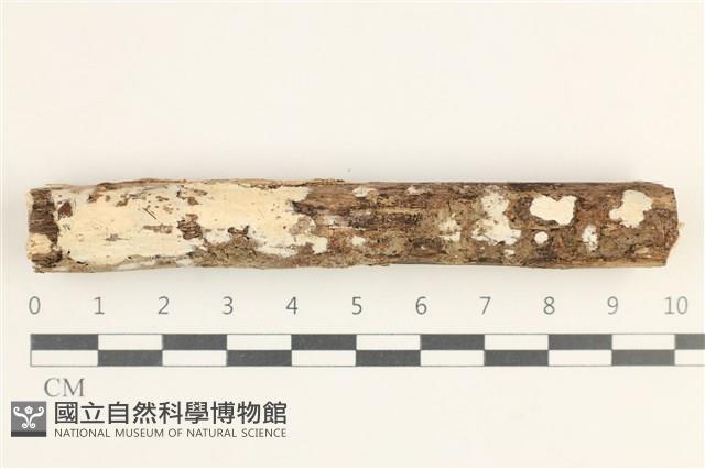登錄號:F0038347藏品圖，第1張