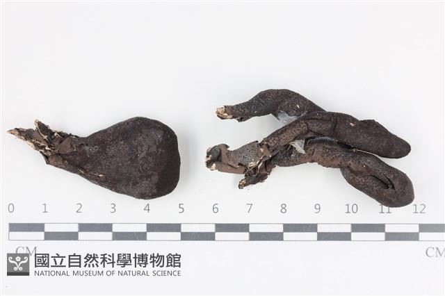 登錄號:F0036347藏品圖，第1張