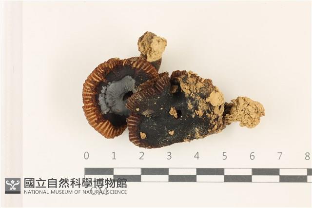 登錄號:F0037347藏品圖，第1張