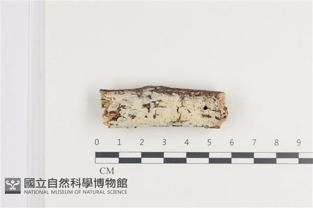 登錄號:F0036297藏品圖，第1張