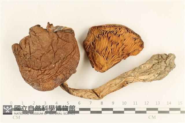 登錄號:F0037297藏品圖，第1張