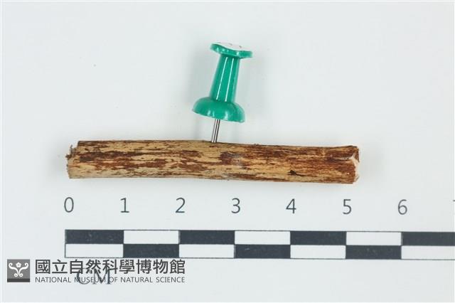 登錄號:F0038897藏品圖，第1張