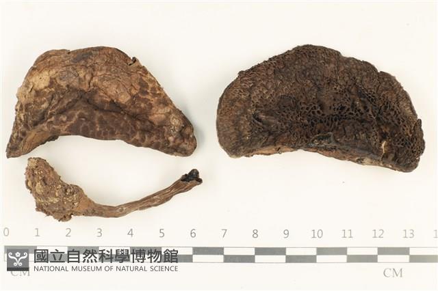 登錄號:F0037897藏品圖，第1張