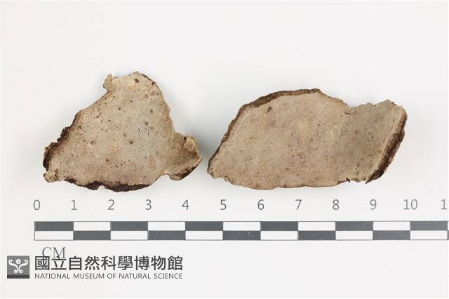 登錄號:F0035897藏品圖，第1張