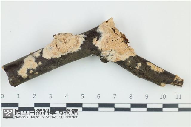 登錄號:F0038997藏品圖，第1張