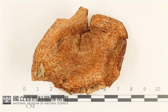 登錄號:F0036997藏品圖，第1張
