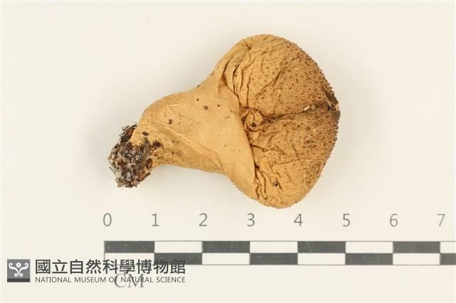 登錄號:F0037997藏品圖，第1張
