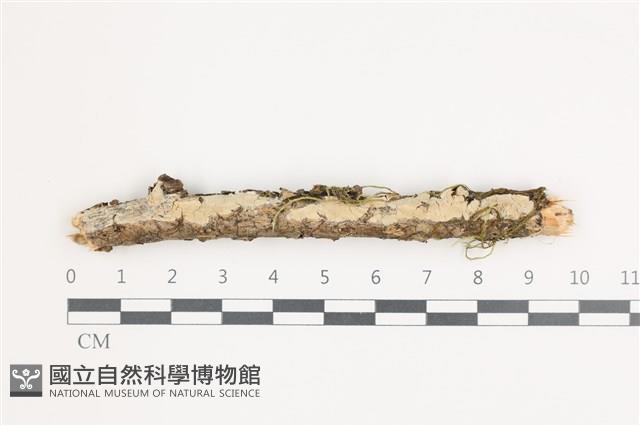 登錄號:F0035997藏品圖，第1張