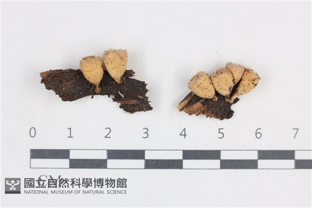 登錄號:F0038697藏品圖，第1張