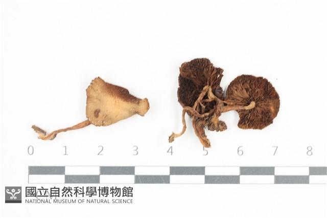 登錄號:F0036697藏品圖，第1張