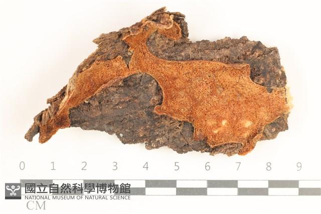 登錄號:F0038497藏品圖，第1張