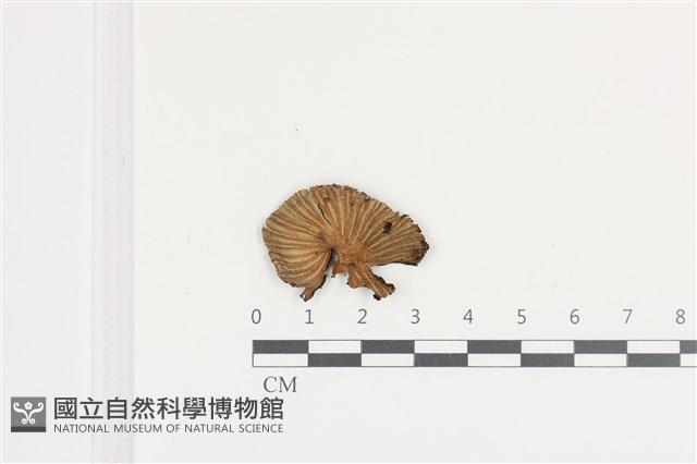 鬼傘屬藏品圖，第1張