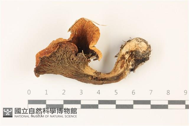 登錄號:F0037497藏品圖，第1張