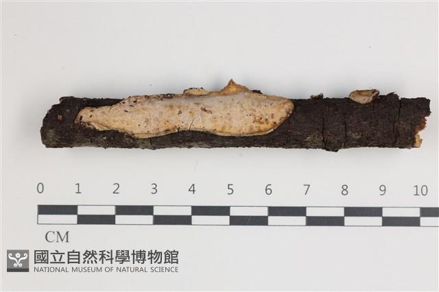 登錄號:F0035497藏品圖，第1張