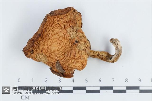 登錄號:F0038797藏品圖，第1張