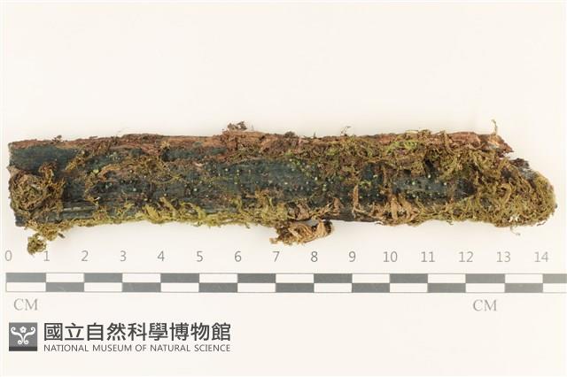 登錄號:F0036797藏品圖，第1張