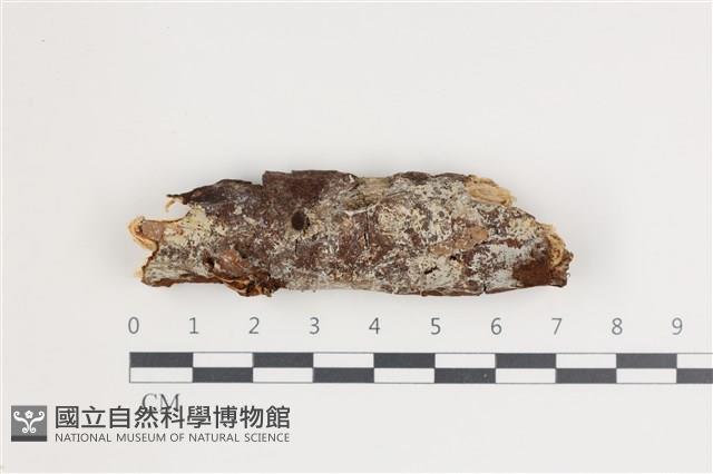 登錄號:F0035797藏品圖，第1張