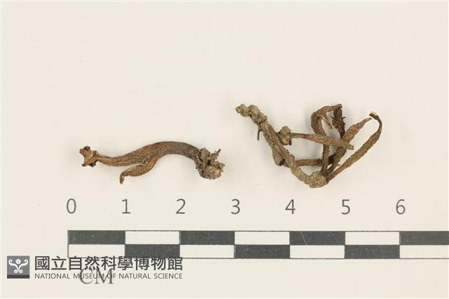 登錄號:F0037597藏品圖，第1張