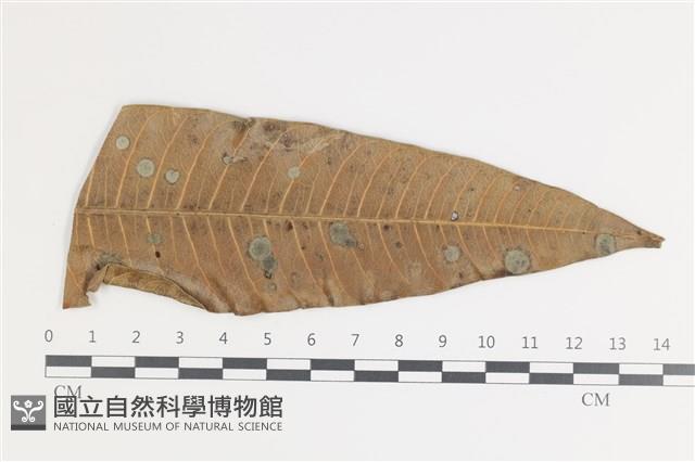 登錄號:F0035597藏品圖，第1張