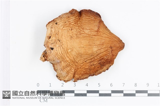 登錄號:F0036197藏品圖，第1張