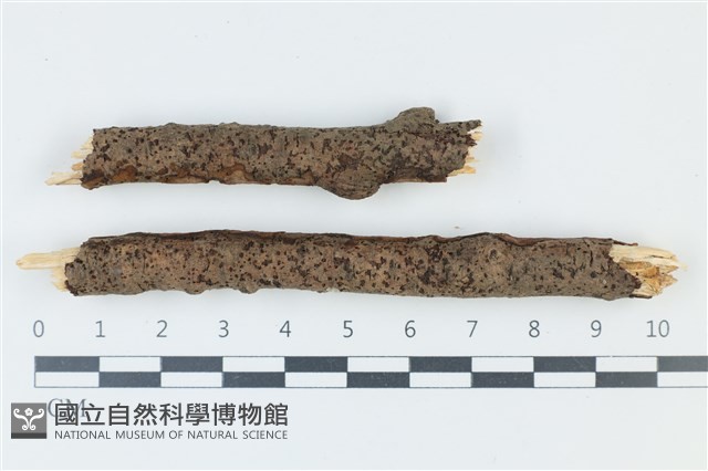 登錄號:F0039197藏品圖，第1張