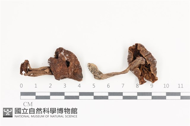 登錄號:F0036097藏品圖，第1張