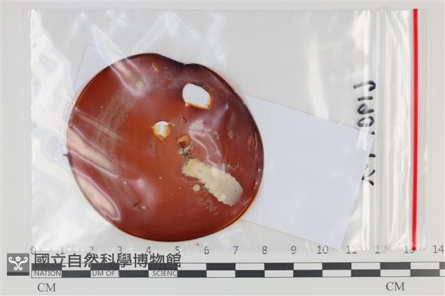 登錄號:F0035097藏品圖，第1張
