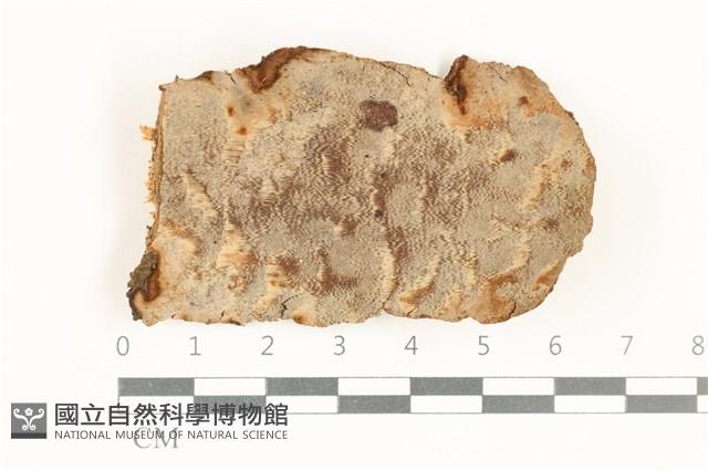 登錄號:F0038397藏品圖，第1張