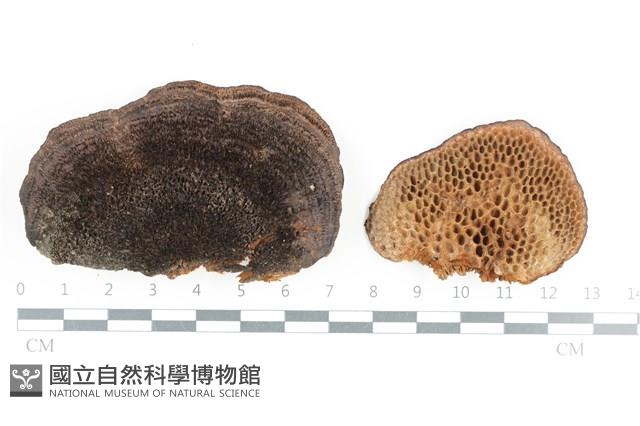 館號:F0036397藏品圖，第1張