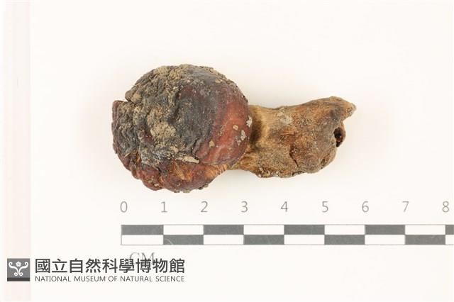 登錄號:F0037397藏品圖，第1張
