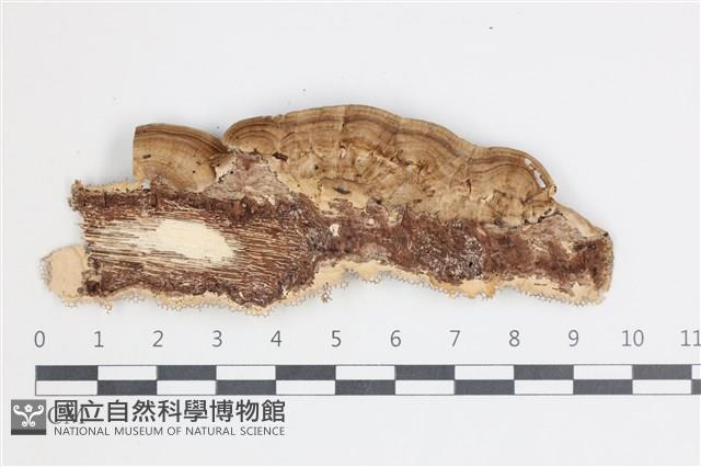 登錄號:F0035397藏品圖，第1張