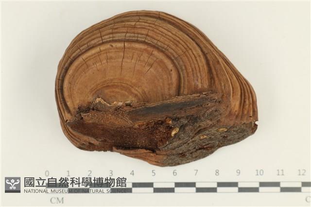 登錄號:F0038287藏品圖，第1張