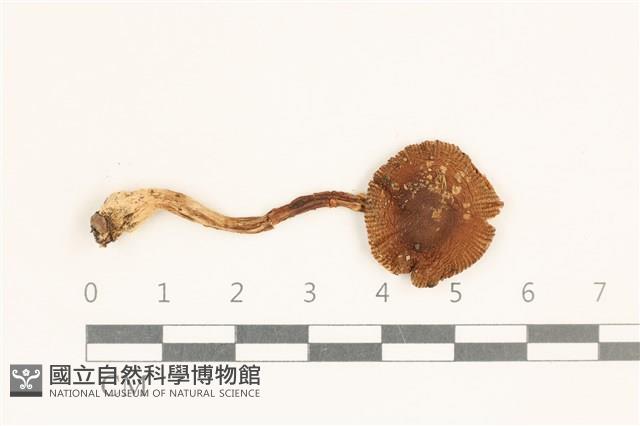 登錄號:F0037287藏品圖，第1張
