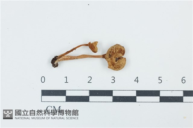 登錄號:F0039287藏品圖，第1張