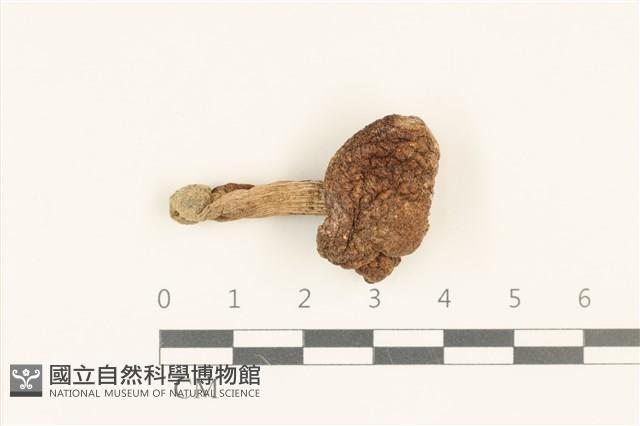 登錄號:F0036887藏品圖，第1張