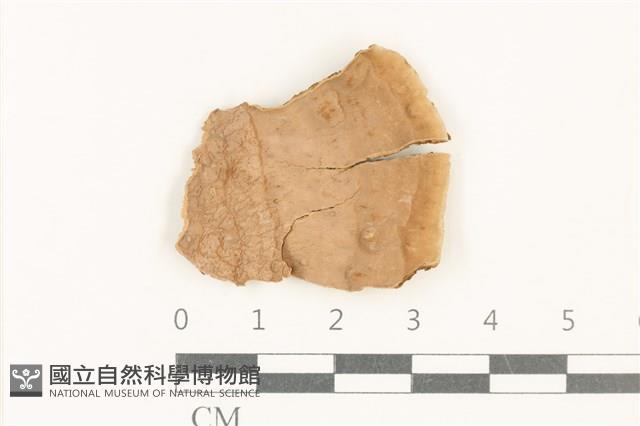 刺革菌屬藏品圖，第1張